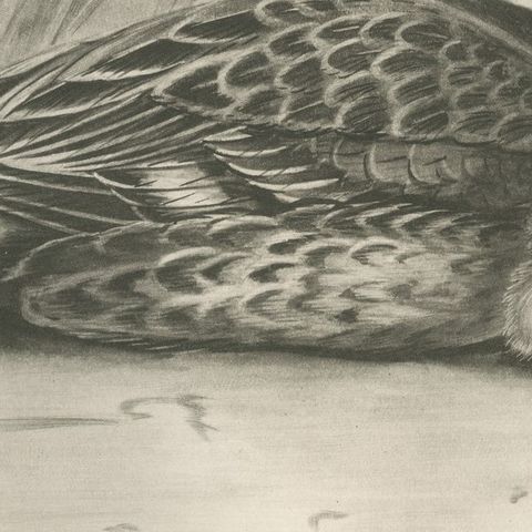 Duck and Young, Antique Bird Print after Lilian Medland, circa 1909, close-up 3