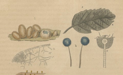 Fungal Forms: Illustrations of Mycological Diversity, 1845, close-up 3
