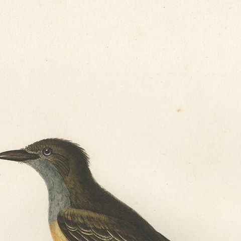 Antique Bird Print of a Tyrant Flycatcher by Vieillot, 1807, close-up 1