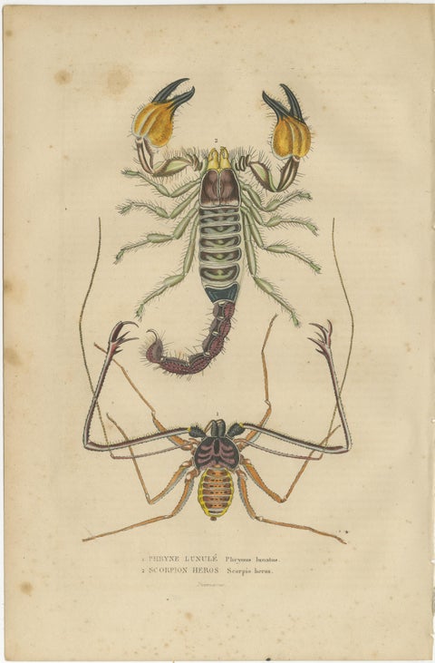 Collection of Old Naturalist Illustrations: Marine Life and Arthropods, 1845, view 2