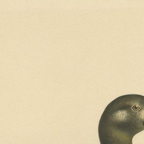 Antique Bird Print of the Velvet Scoter by Von Wright '1927', close-up 1