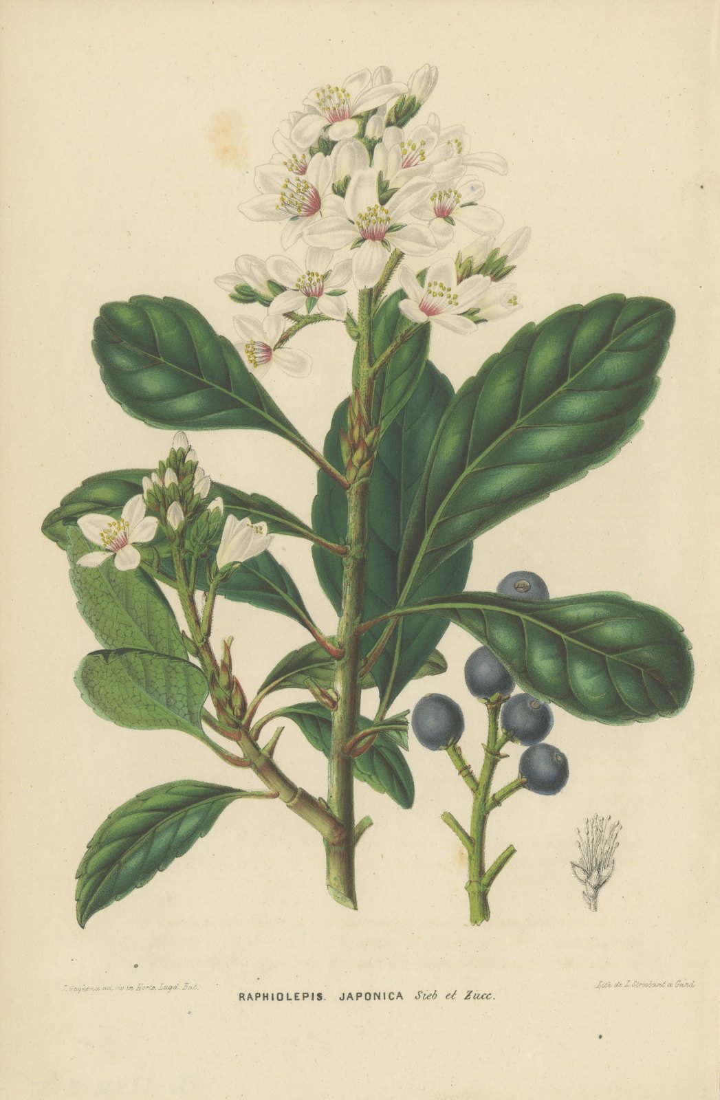 Raphiolepis Japonica, Flowers and Blue Berries Chromolithograph, 1859