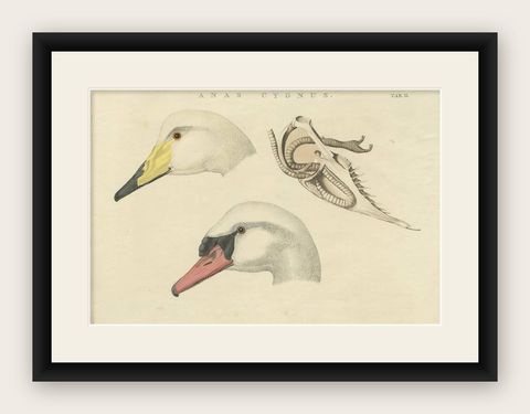 Antique Bird Print of a Swan ‘Tab. II’ by Sepp & Nozeman, 1829, shown framed