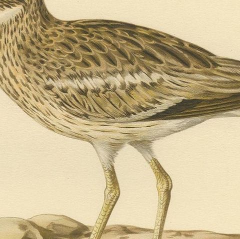 Antique Bird Print of the Eurasian Stone-Curlew by Von Wright, 1927, close-up 1