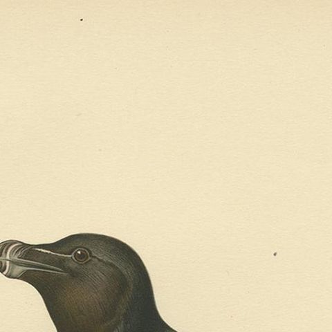 Antique Bird Print of the Razorbill or Lesser Auk by Von Wright, 1929, close-up 1