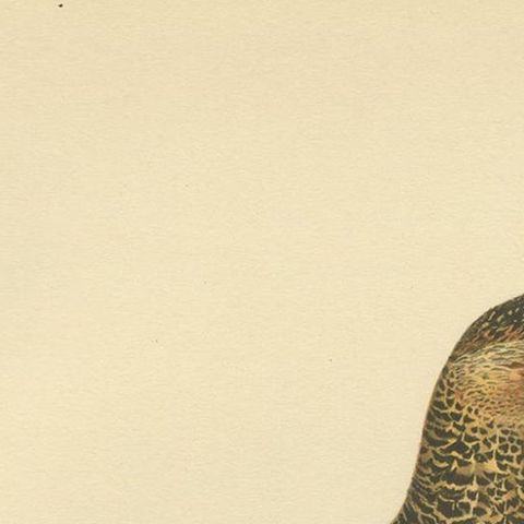 Antique Bird Print of the Willow Ptarmigan 'Male' by Von Wright, 1929, close-up 1