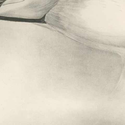 Heads of the Wild Swans, Antique Bird Print after Lilian Medland, circa 1909, close-up 3