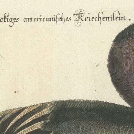 Hand-Colored Engraving of the American Variegated Teal by Seligmann, ca.1770, close-up 6