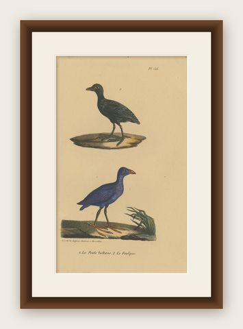 Pl. 155 Antique Bird Print of a Purple Gallinule & Coot by Lejeune 'c.1830', shown framed