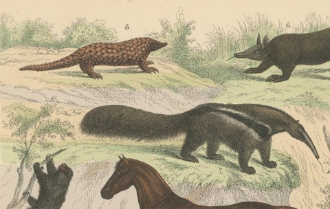 Mammals Print: Horse, Zebra, Anteater & Pangolin, Antique 1867, close-up 5