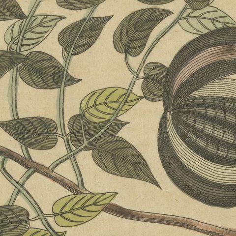 Mahogany Tree and Logwood, Antique Bertuch Print, circa 1805, close-up 4