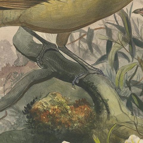 Large Rare Original Anique Bird Print of The Great Grey Bowerbird, 1869, close-up 2