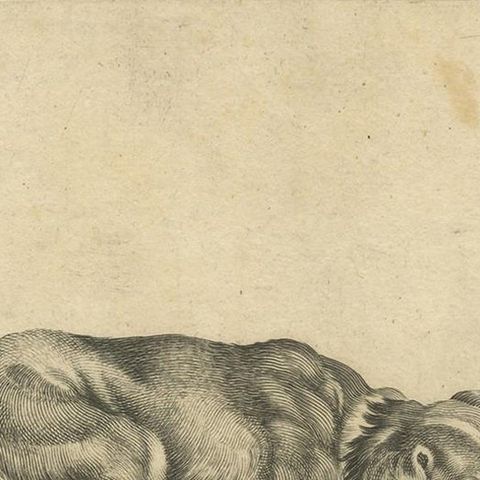 Antique Animal Print of Various Dogs, 'c.1720', close-up 1