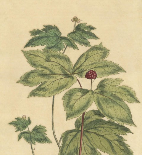 Antique Botany Print of Hydrastis Canadensis, '1759', view 3