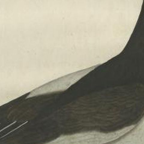 Antique Bird Print of the Eurasian Oystercatcher by Sepp & Nozeman, 1770, close-up 1