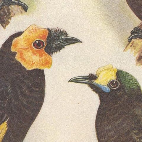 Antique Print of the Wattled Bird of Paradise and Others, 1950, close-up 2