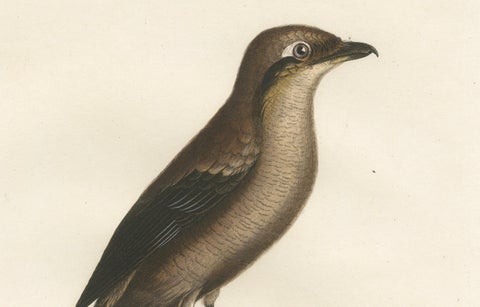 An 1807 Large Hand-Finished Ornithological Study of a Northern Shrike, close-up 1