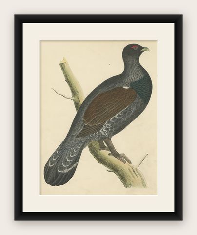 Original Antique Bird Print of a Capercaillie, 1855, shown framed