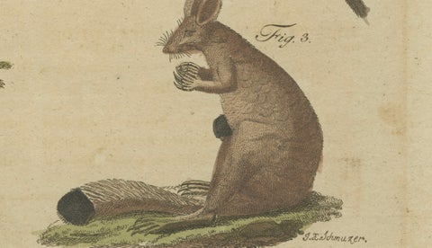 Antique Kangaroo, Wallaby & Hopping Mammals Engraving, Bertuch, c. 1795, close-up 3
