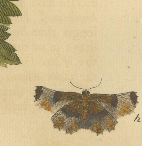 English Moths on Rowan & Hawthorn, Hand-Colored Insect Engraving, Albin 1720, view 8