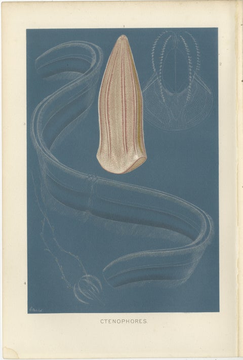Ctenophores (Comb Jellies), Marine Invertebrates, Royal Natural History, 1896, view 2