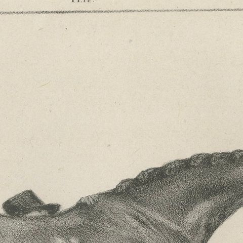 Muly Moloch, Antique Sporting Horse Lithograph, Hullmandel c.1840, close-up 5