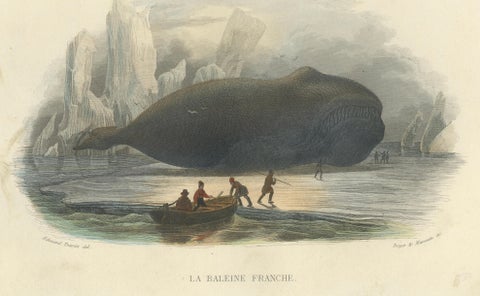 La Baleine Franche (Right Whale), Hand-Colored Engraving, 1840, close-up 1