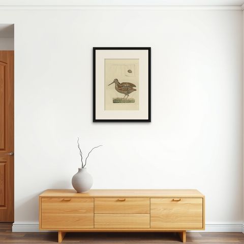 Antique Bird Print of the Eurasian Woodcock by Sepp & Nozeman, 1797, shown framed on a wall