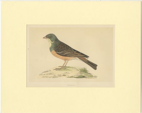 Antique Bird Print of Ortolan, view 2
