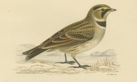 Minimalist Nordic Bird Lithograph Pair, Scandinavian Natural History, 1929, close-up 5