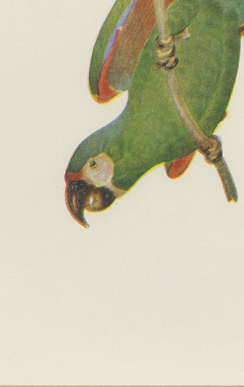 Blue-and-Yellow Macaw and Green Parrot, Brazilian Bird Print, Descourtilz, 1944, view 5
