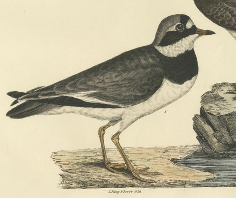 Large Engravings of Plovers in Contrast - Age and Species, 1826, close-up 3