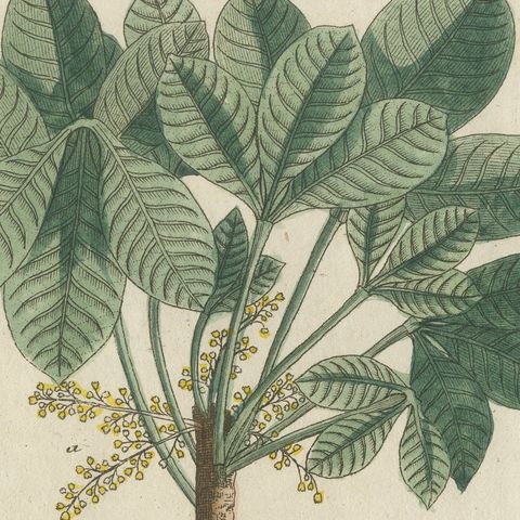 Rubber Tree and Gum Arabic Acacia, Antique Bertuch Print, circa 1805, close-up 3