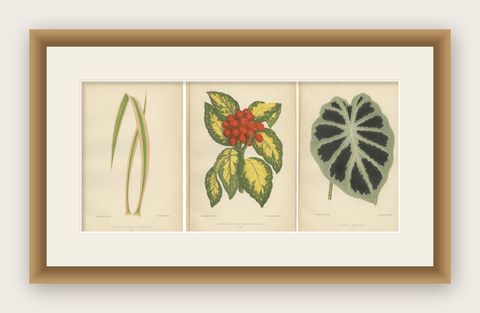 Variegated Elegance: A Study of Patterned Botanicals, Published in 1880, shown framed