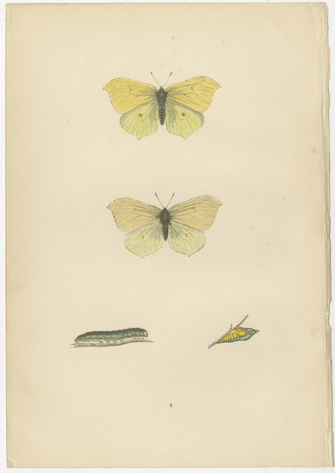Evolutions of Elegance: A Victorian Trio of British Butterflies, 1890, view 4