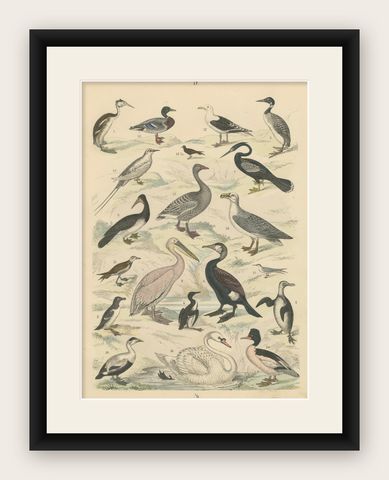 Water Birds Print: Swan, Pelican, Cormorant, Ducks, Antique 1867, shown framed