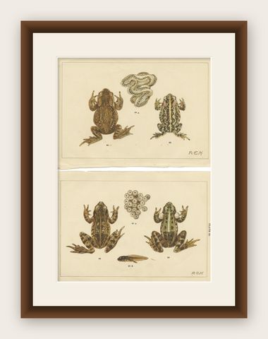 Set of 2 Antique Prints of Frogs, Tadpoles and Spawn, shown framed
