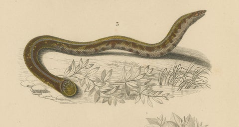 Snake Print of Worm Snake, Philippine Uropeltis and Amphisbaena, c.1850, close-up 3