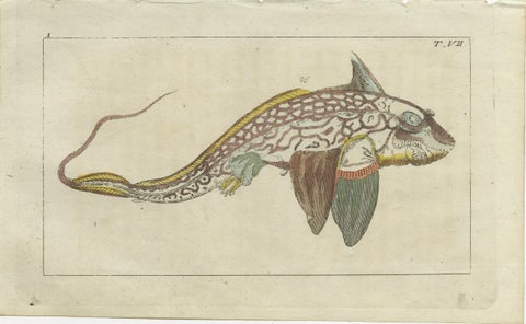 Set of 2 Antique Fish Prints - Ratfish - Sea Sturgeon, view 3