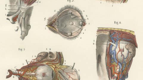 The Muscles of the Eyeball, Antique Hirschfeld Anatomy Print, 1866, view 4