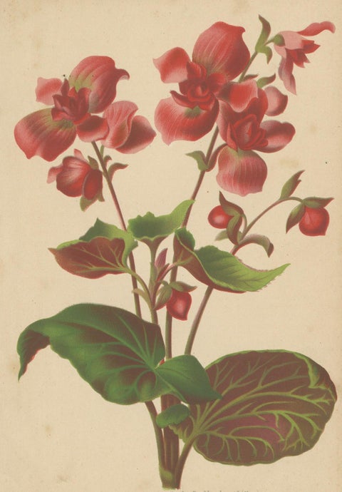 Hybrid Begonia Botanical Illustration by Louis van Houtte, 19th Century, close-up 4