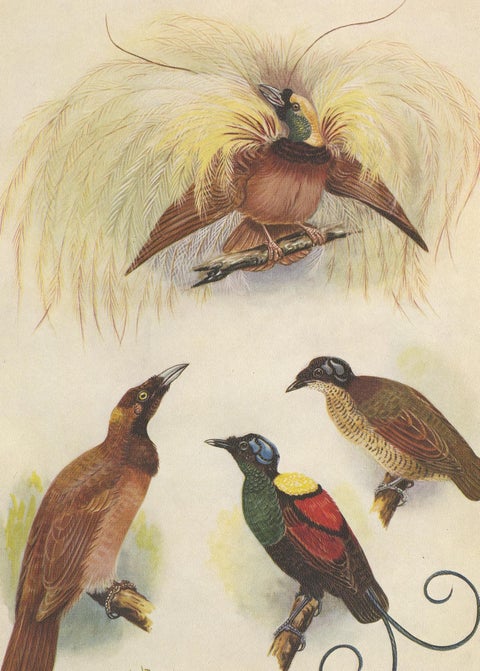 Antique Print of the Greater Bird of Paradise & the Bare-Headed Little King, view 4