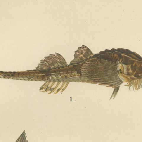 Armored Bullhead, Atlantic Mackerel and Horse Mackerel - Amazing 1895 Fish Litho, close-up 6