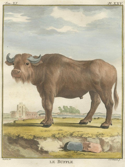 Antique Buffalo Engraving, Buffon Hand-Coloured Print Amsterdam 1769, close-up 5