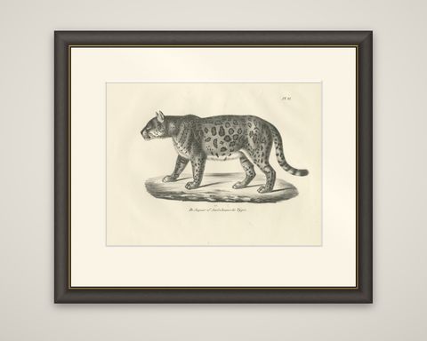 19th-Century Lithograph of the Jaguar, Also Known as the American Tiger, shown framed