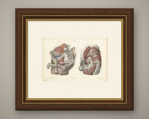 Nerves of the Male Pelvis, Antique Hirschfeld Anatomy Print, 1866, shown framed