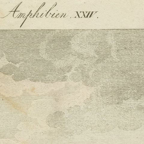 Elephant Seals on a Rocky Shore, Antique Bertuch Print, Vienna, circa 1809, close-up 6