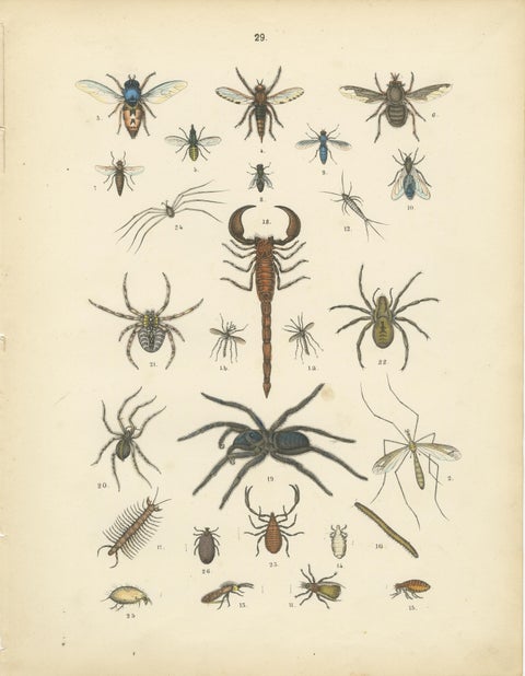Arachnids & Insects Print: Spiders, Scorpion, Centipedes, Flies, Antique 1867, view 2