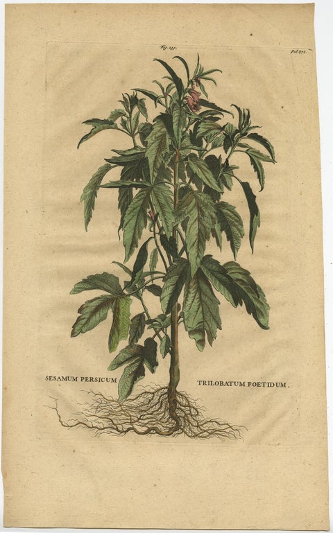 Botanical Illustration of Sesame Plant (Sesamum indicum) - Munting’s 1696 Herbal, view 2