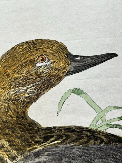 Eurasian Teal (Anas crecca), Female with Nest and Eggs, Nozeman & Sepp, 1789, view 5